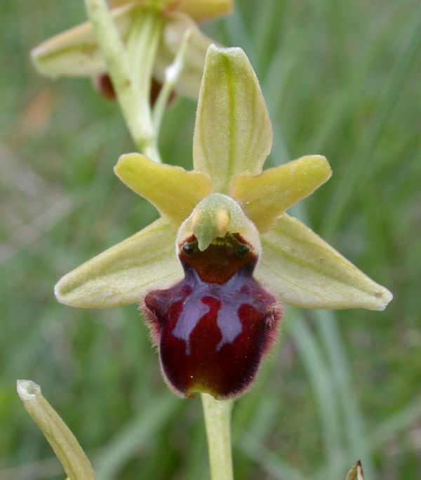 Orchidee del Chianti - Flora toscana